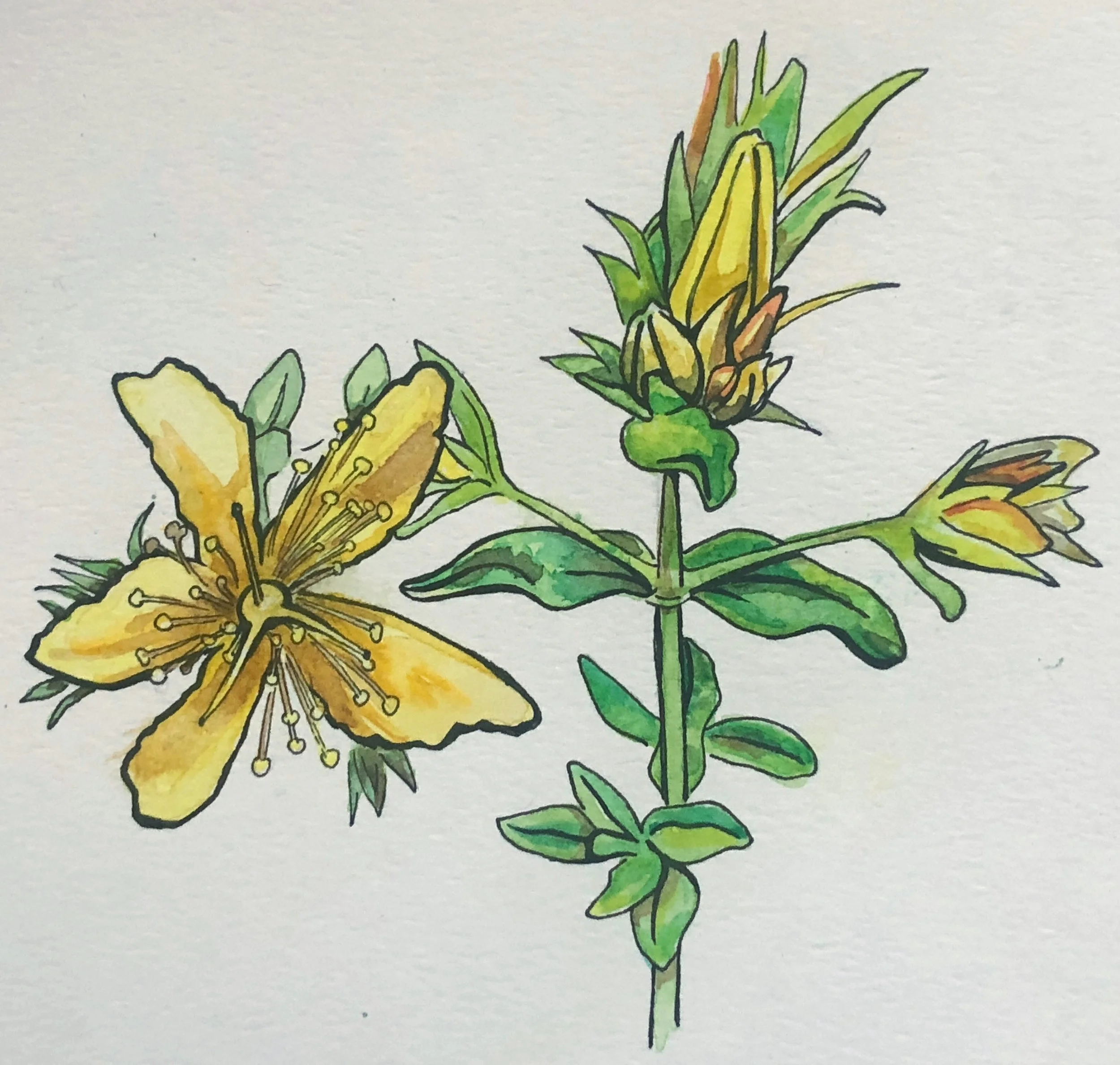 Nature Journaling with Watercolors