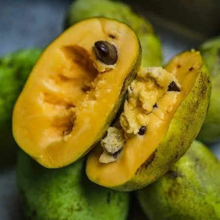 Panhandle Pawpaw Project