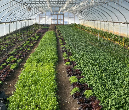 Putting Your Beds to Rest With Gnarly Roots Landscaping