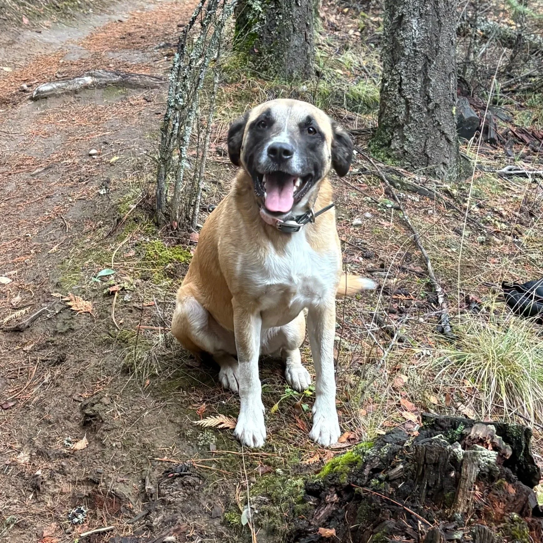 Meet the Office Dogs