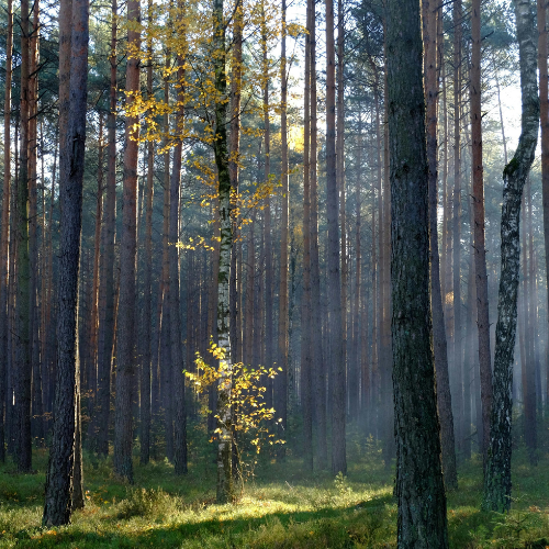 aspen tree with yellow leaves surrounded by taller conifer trees with green grass