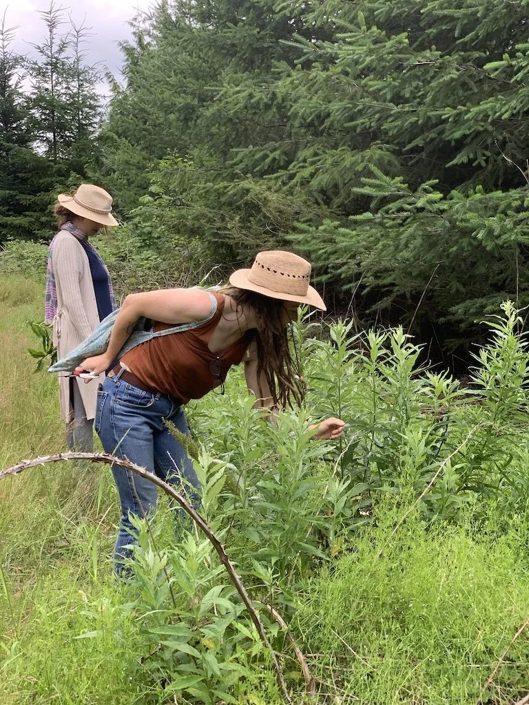Walking the Foragers Apothecary - A Guided Plant Walk