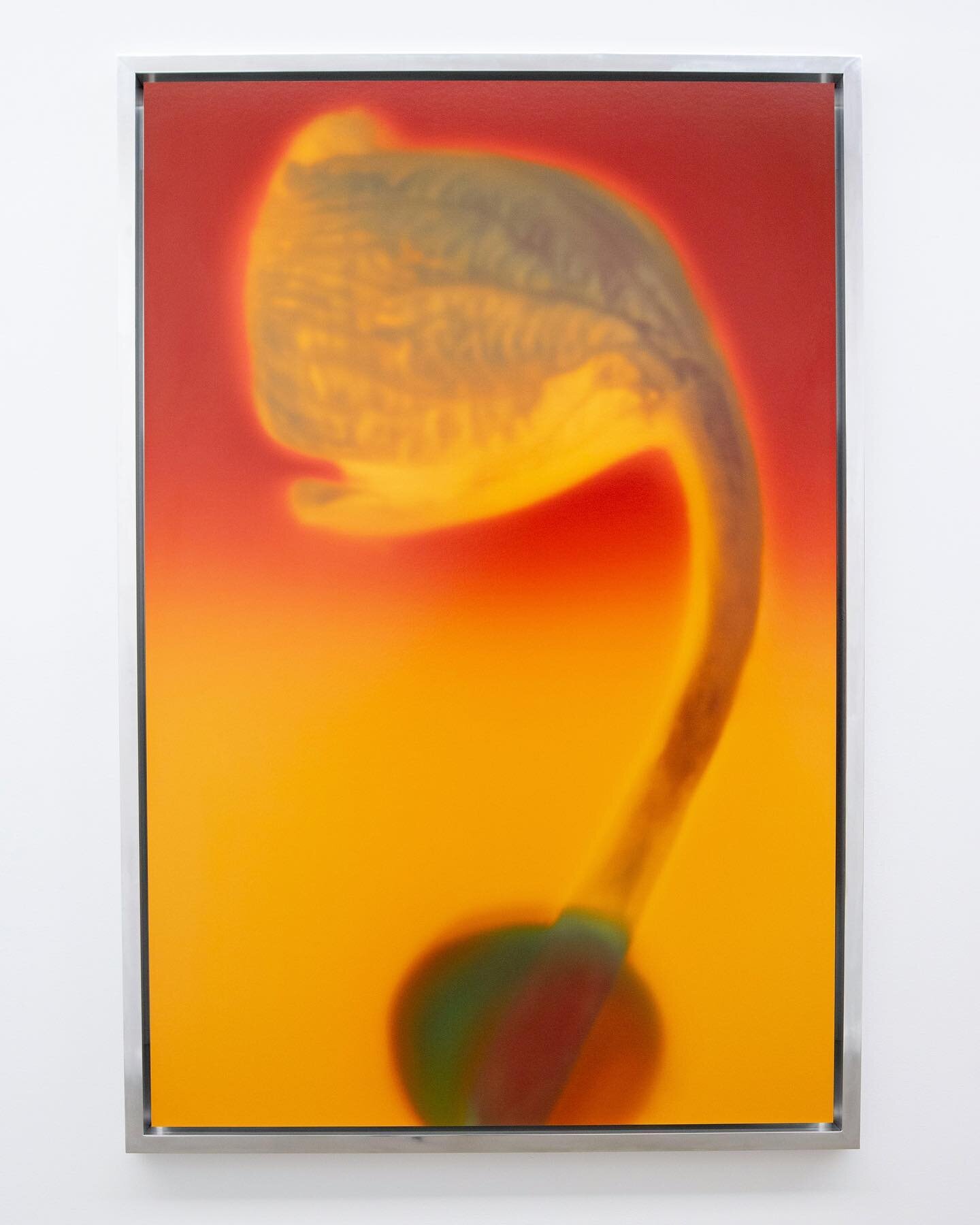 Francisco Tavoni 

Sentient Beings

On view through June 4, 2023

Pictured:

Francisco Tavoni Cantharellus Concinnus, 2023 Ditone print on baryta rag wax coated with artist's aluminum frame 
69h x 47w in 

Francisco Tavoni Hidden Message, 2023 Ditone