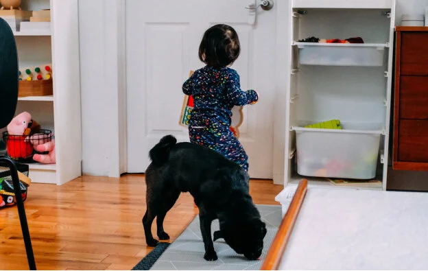 How To Train Your Pups While Staying Indoors