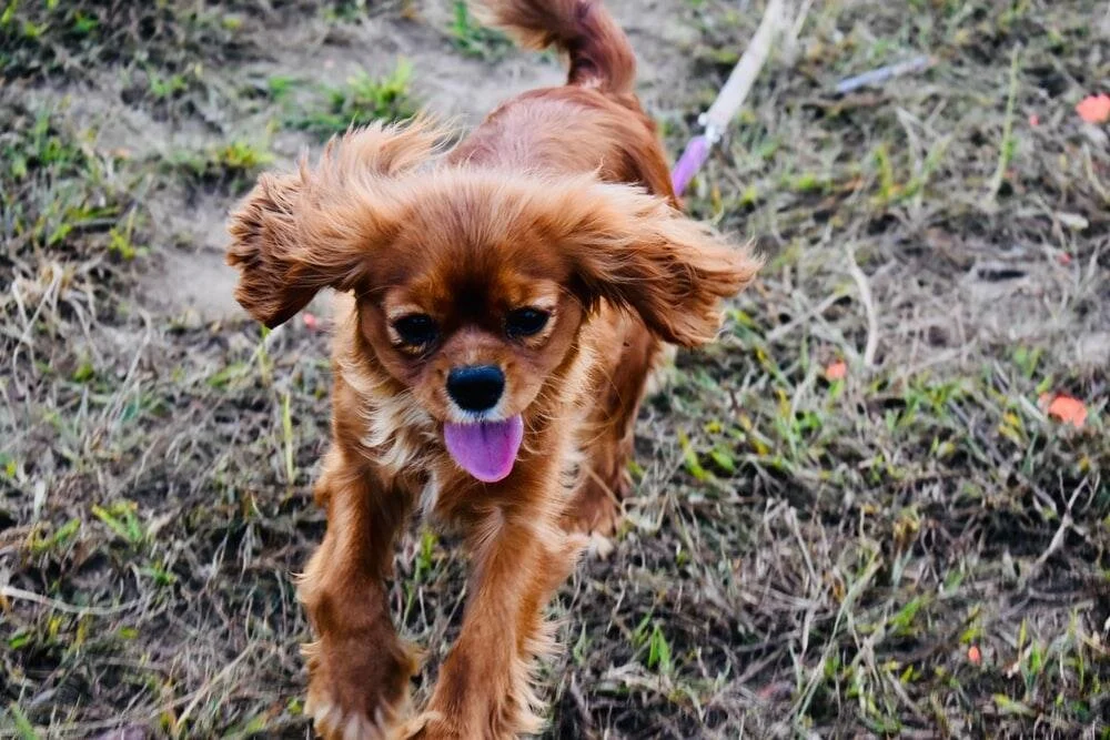 3 DIY Toys to Help Your Dog Stay Active