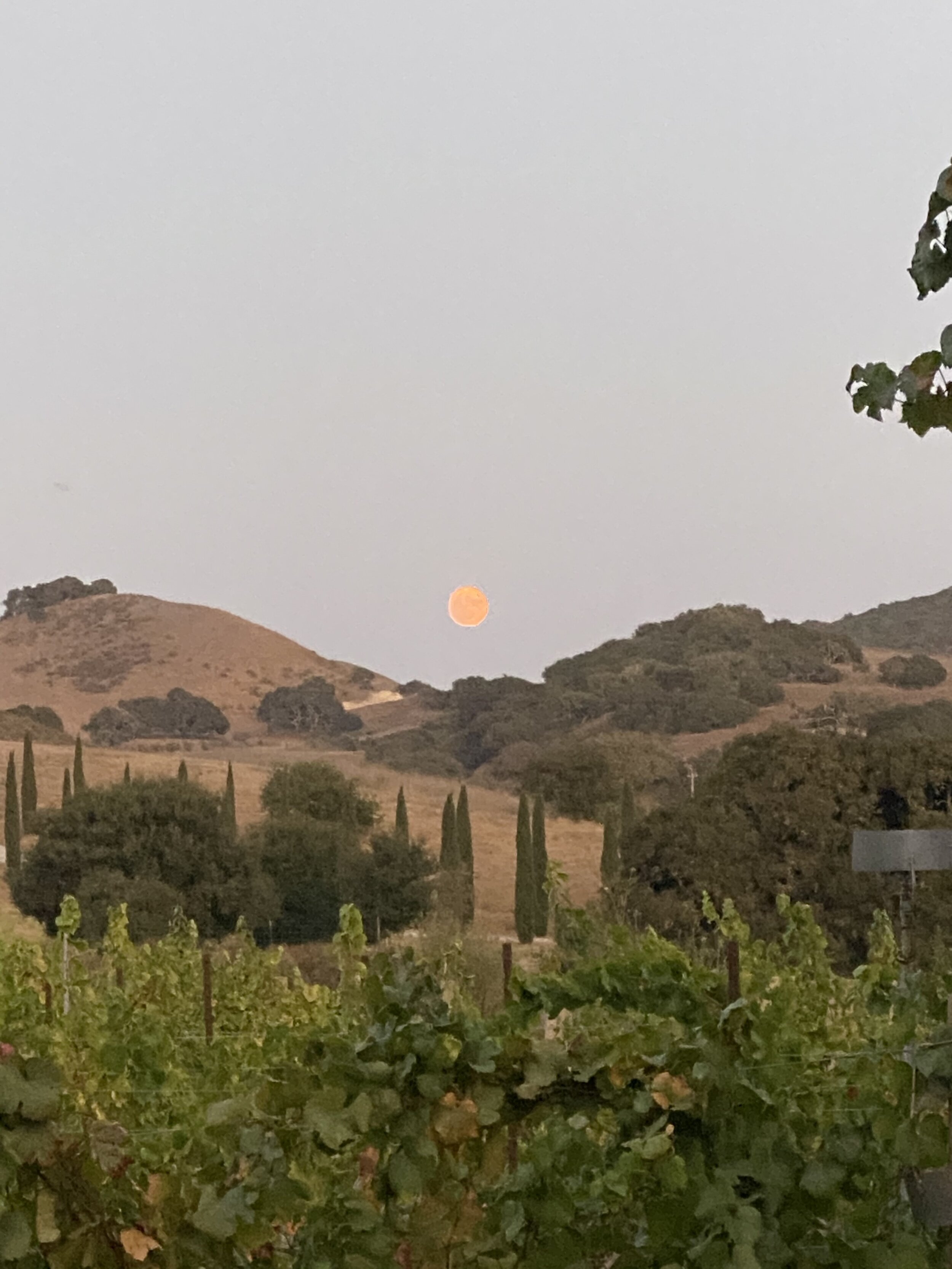 IMG_7714.jpeg