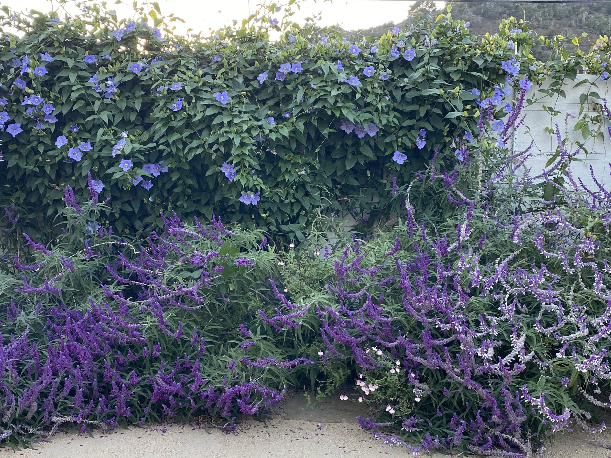 IMG_8507.jpeg