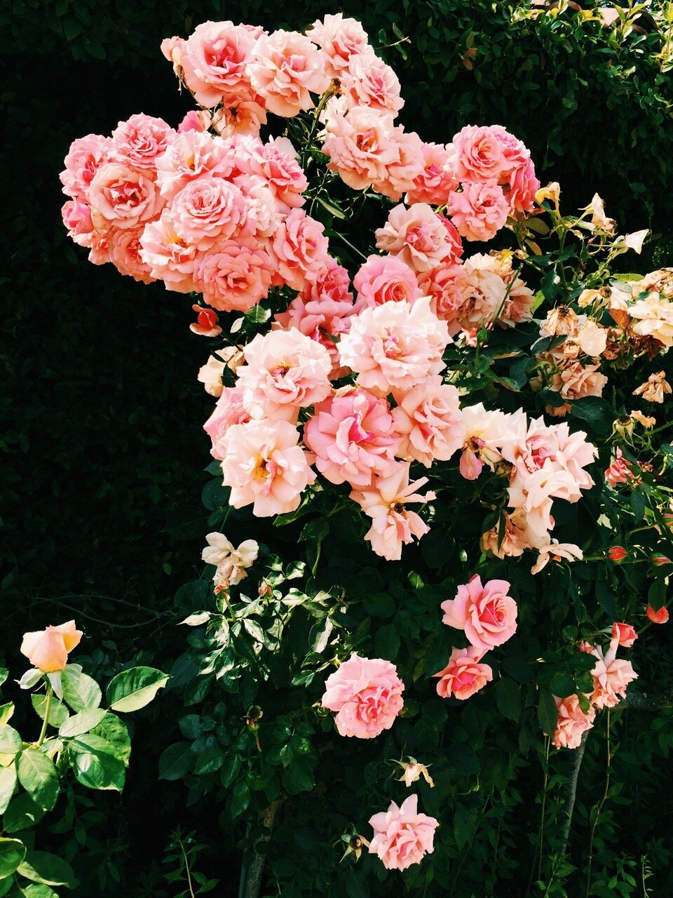 IMG_5886.jpeg