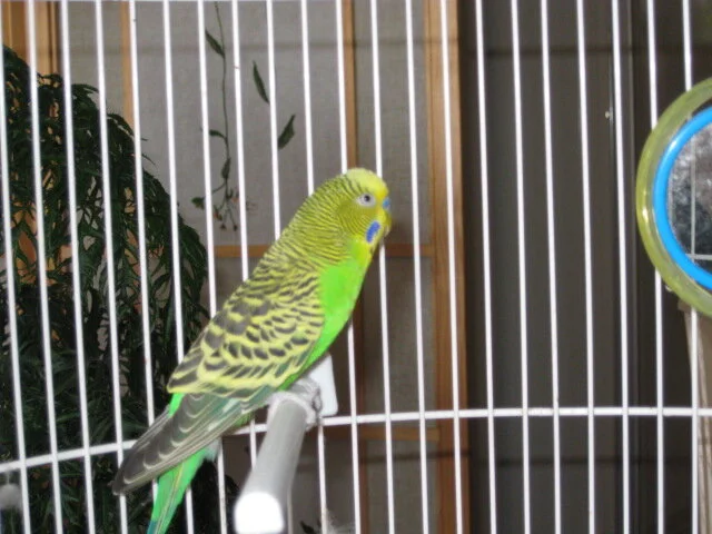 Cohabitation des espèces