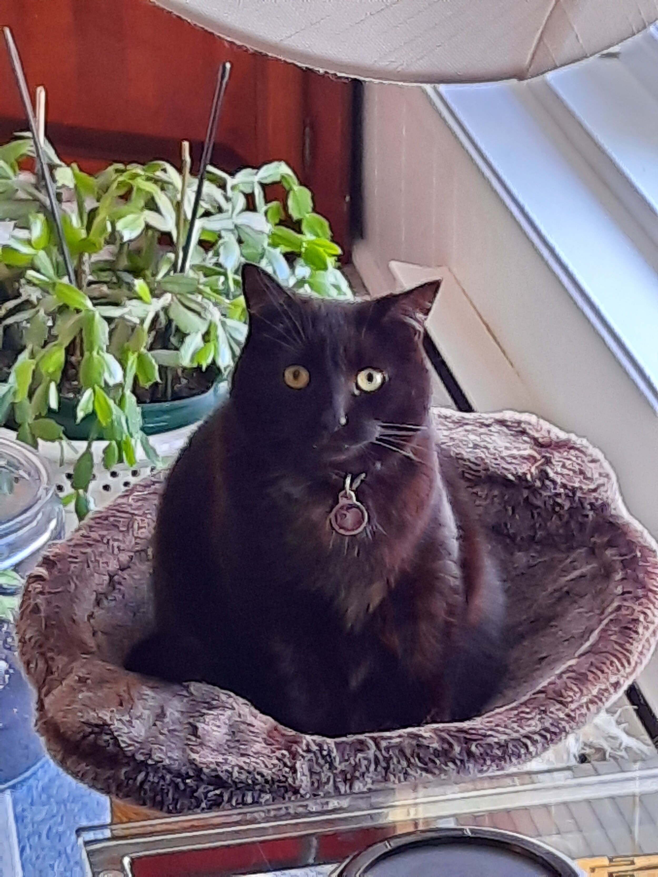 L’histoire de ma chatte Léa