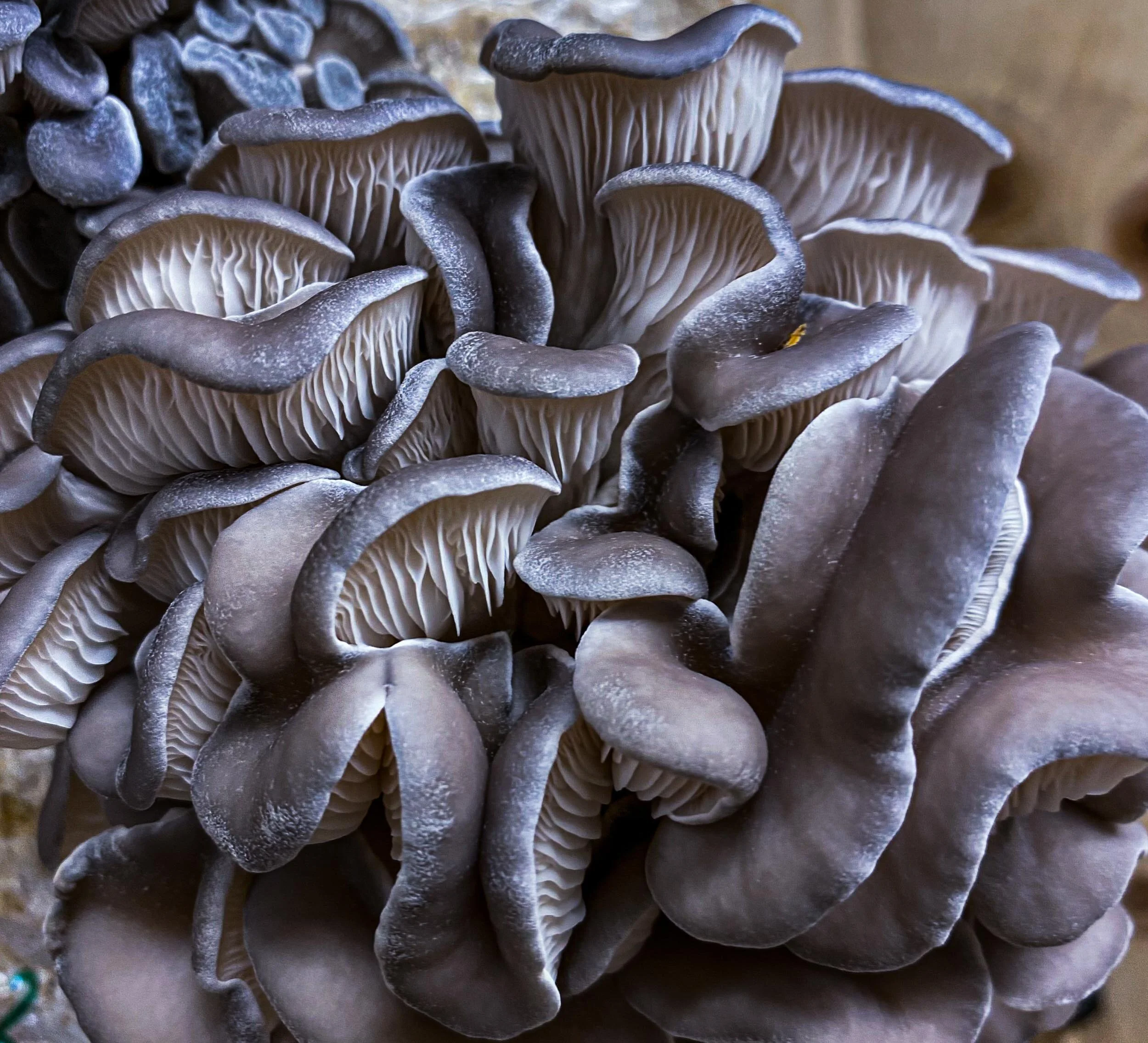   FUNGA FARM  
  URBAN FARM   
  Mushrooms out of this world: Discover how an American-born entrepreneur grows some of the best mushrooms on the Copenhagen cooking scene has ever seen. Out of a basement in a a gritty industrial area of Copenhagen.  