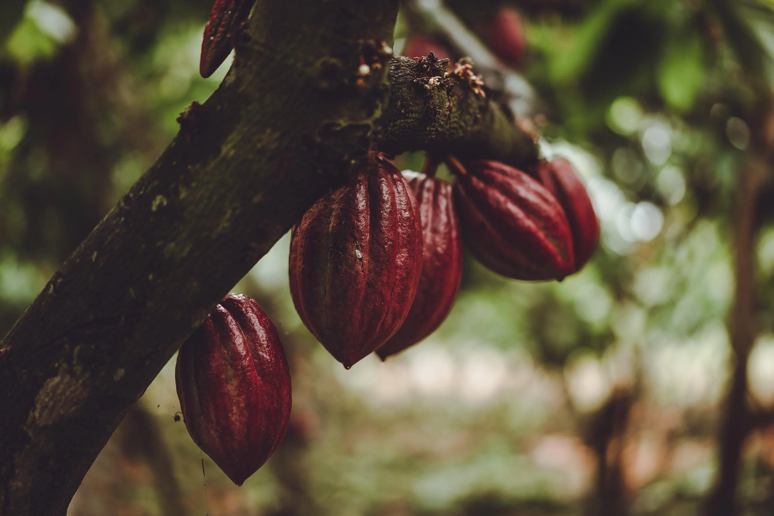   XOCO GOURMET     GOURMET CHOCOLATE PRODUCER  
  Would you want to buy discount love? Not really, right? Xoco Gourmet wants you to feel the same way about chocolate! Meet the creative rebels of the cacao world who are revolutionizing an industry - o