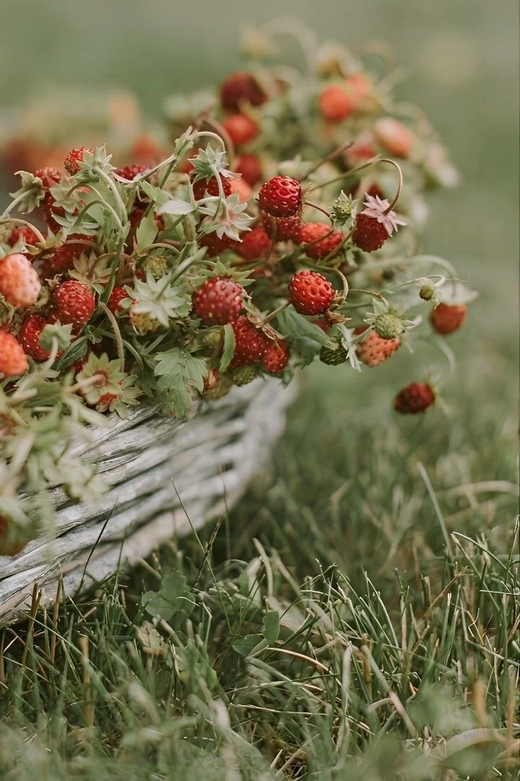 strawberry basket.JPG