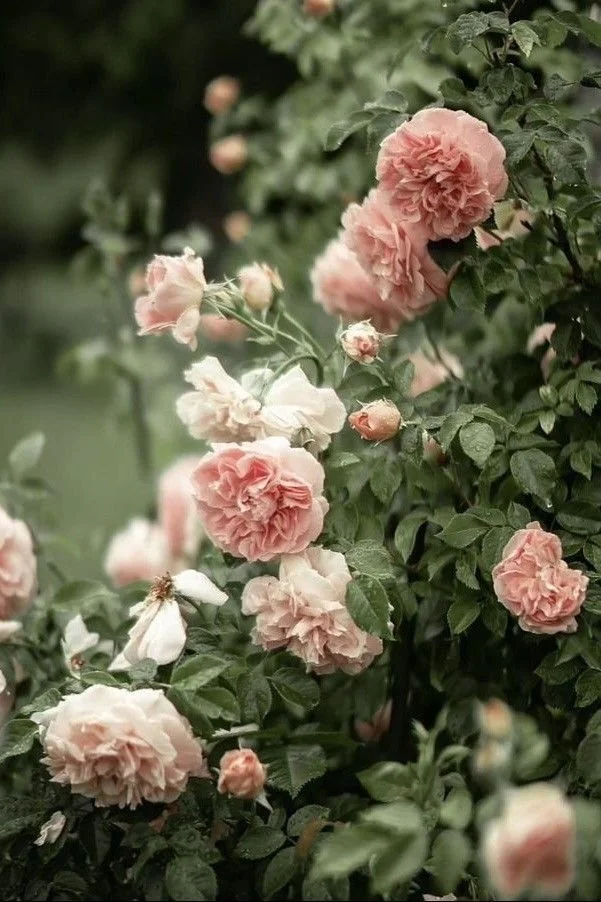 pink roses.jpg