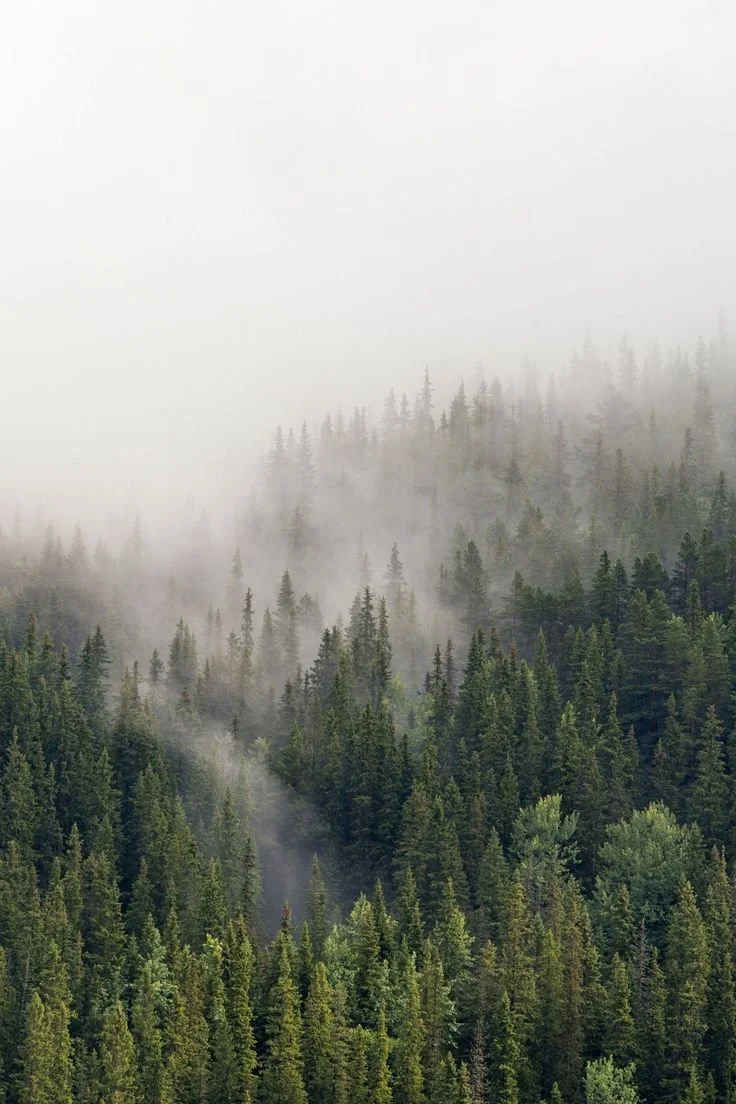 foggy pine forest.jpg