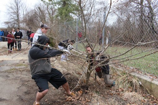 A pair of students wrestle with a stubborn bush.