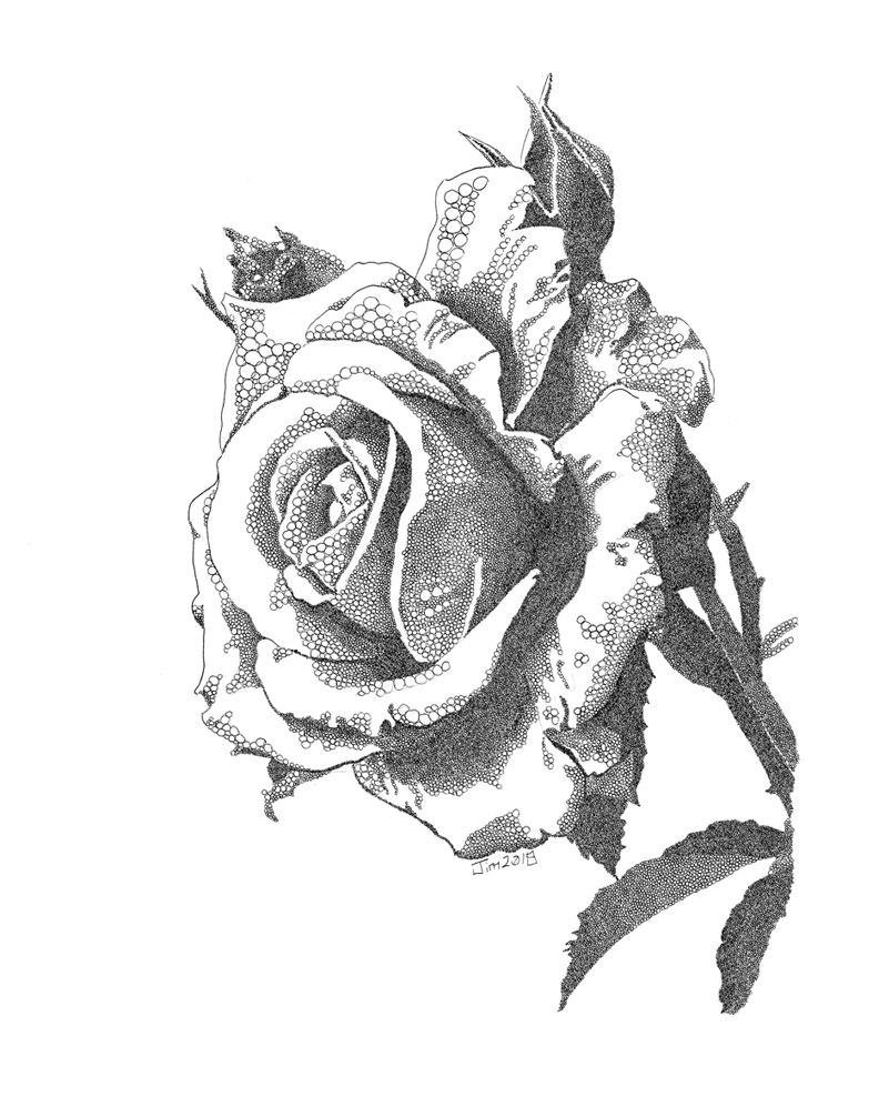Rose