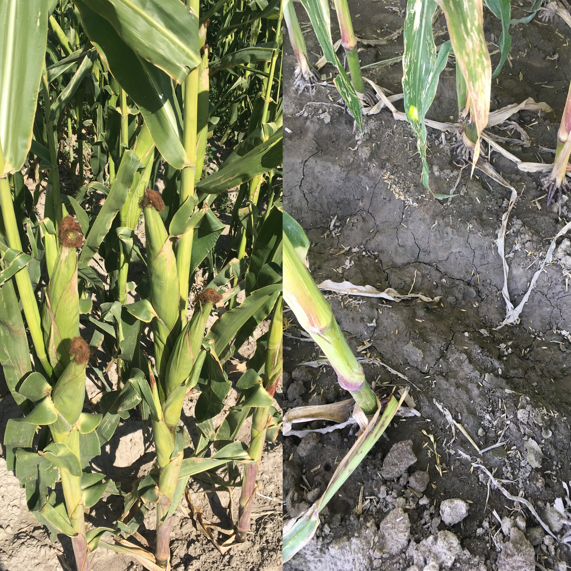 Soil Moisture