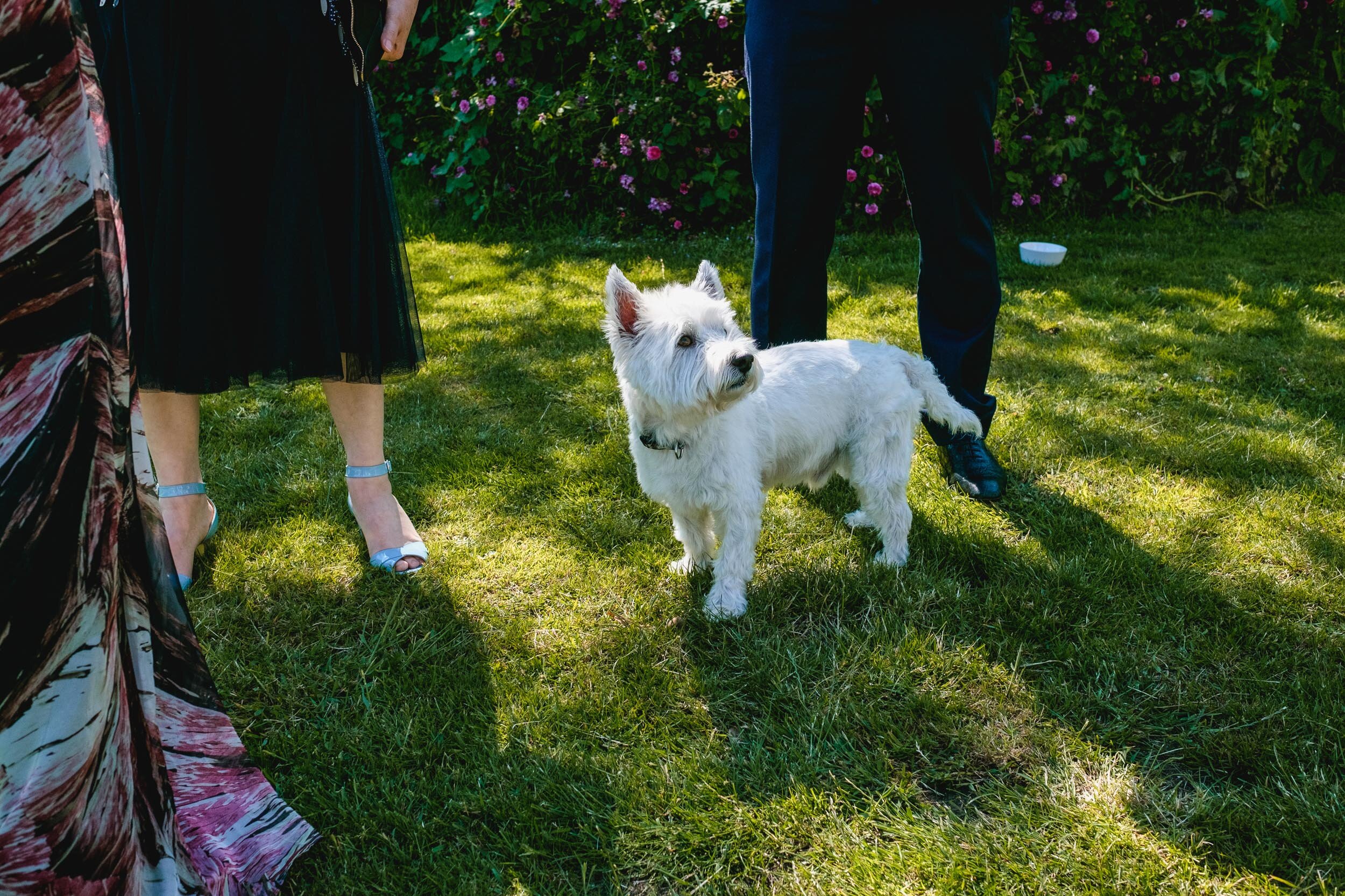 west highland terrier