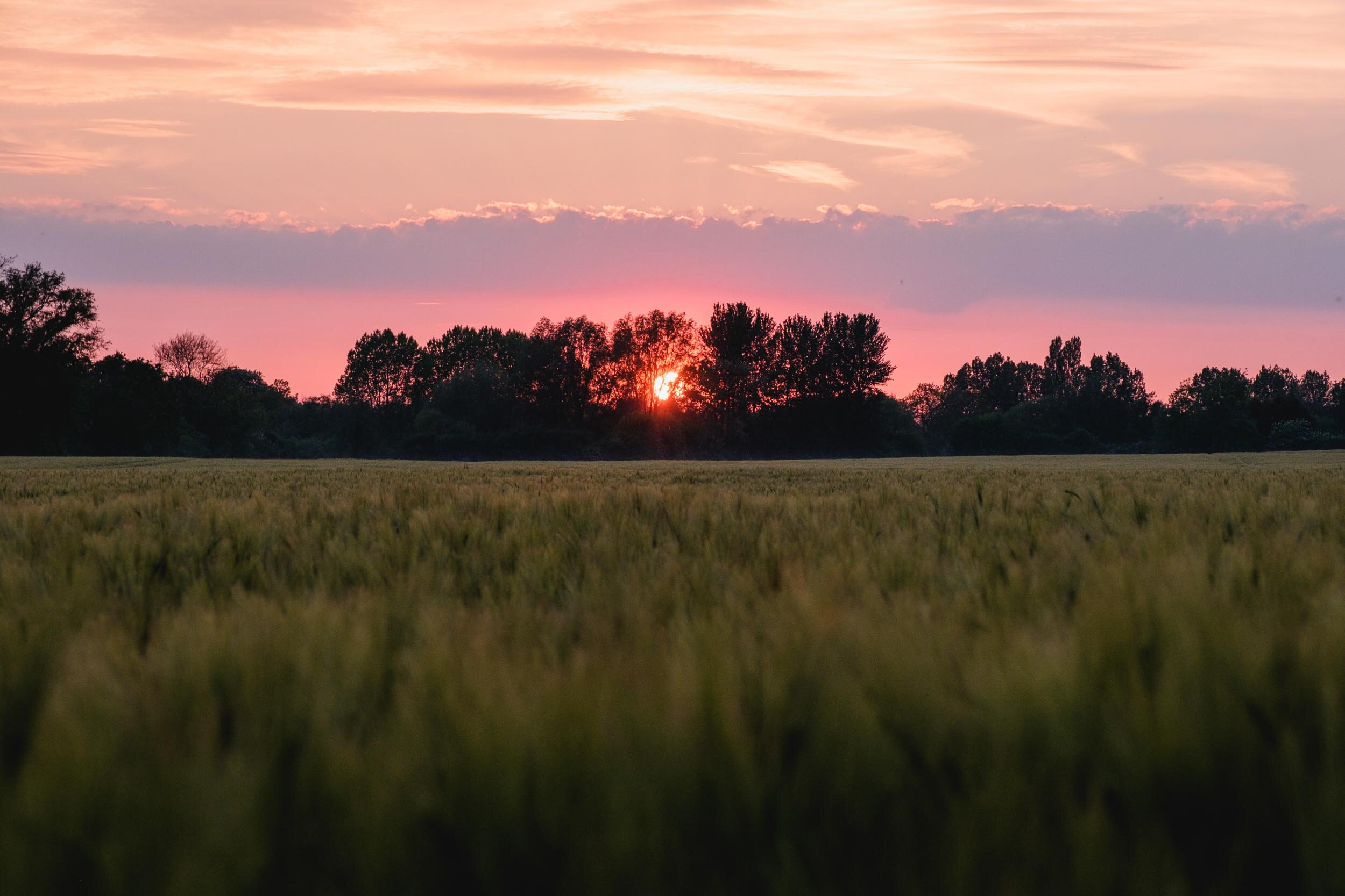 sunset across a barley field at suffolk wedding venue easton grange
