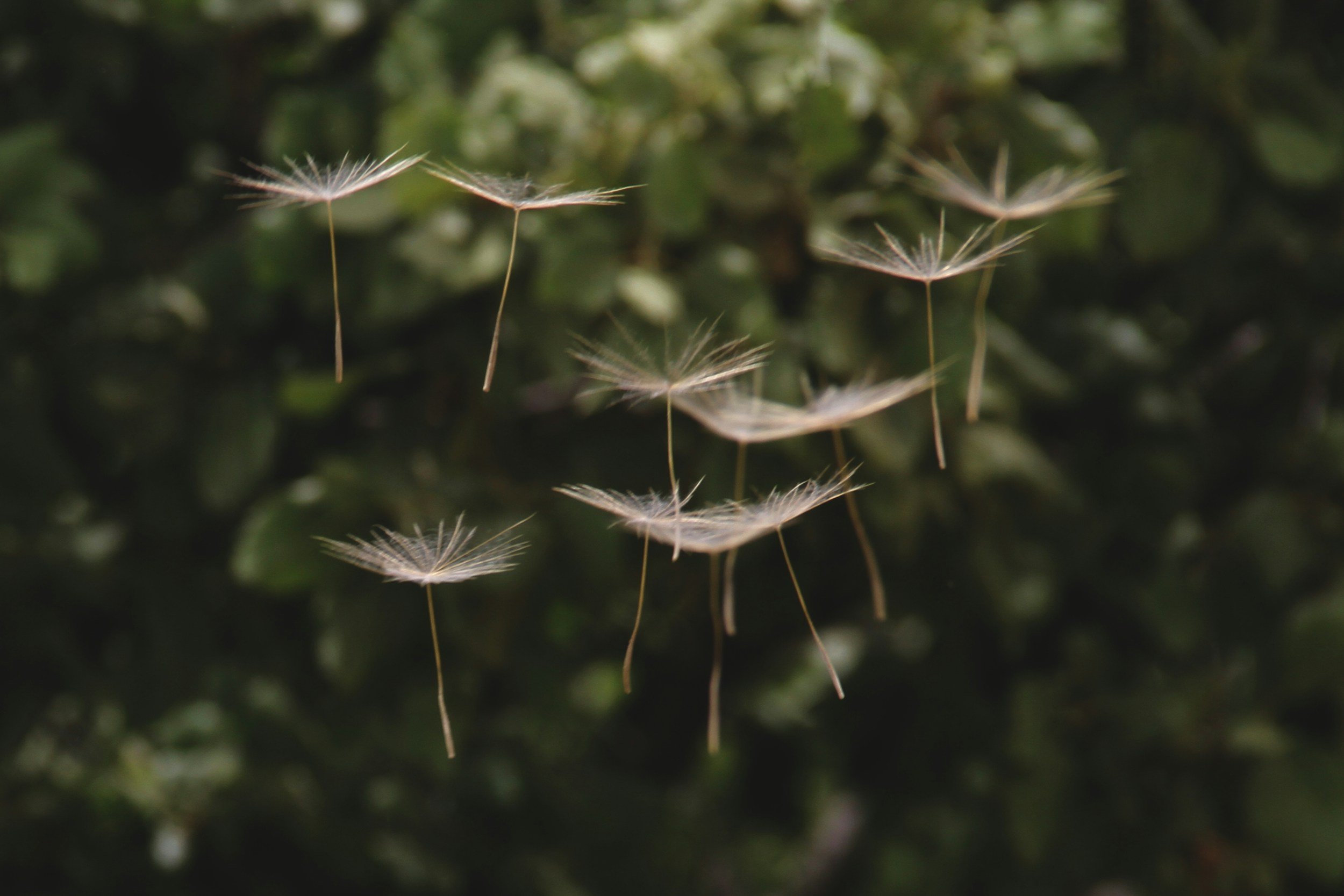 Rest + Create: A Garden Acupuncture and Collage Gathering