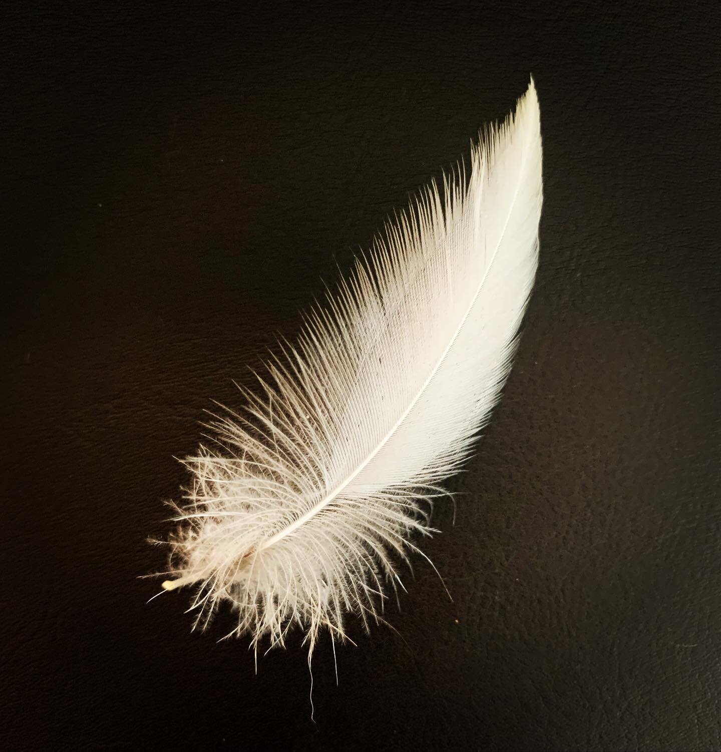 I find feathers almost daily. Sometimes they&rsquo;re the same and sometimes they&rsquo;re new feathers I&rsquo;ve never seen before. 

To me, the feathers are confirmation that I am, indeed, a spiritual being having a human experience and not the ot