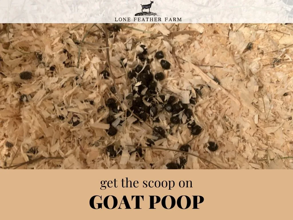 Goat Poop Chart | The Scoop On Poop — Lone Feather Farm