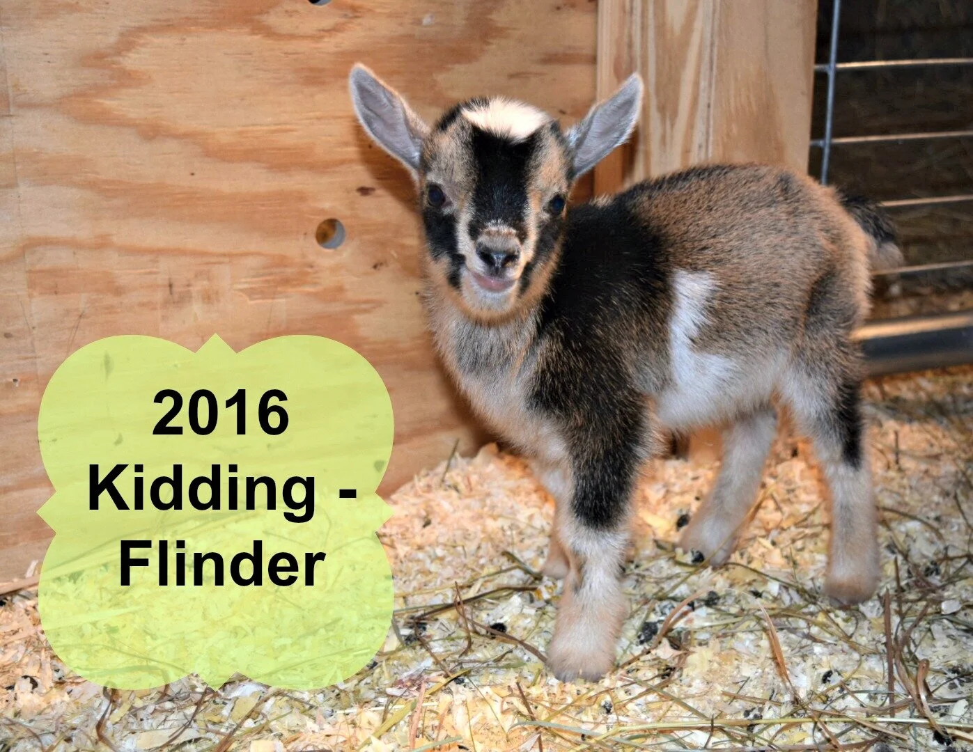 2016 Kidding Season - #8 Flinder