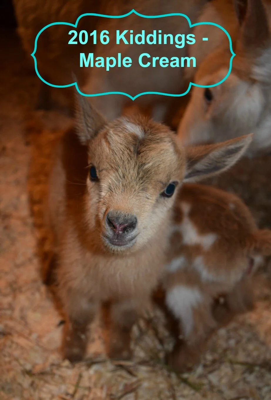 2016 Kidding Season - #7 Maple Cream