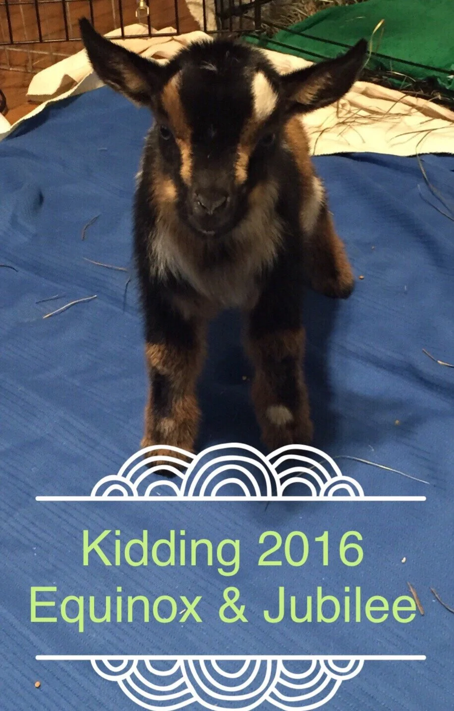 2016 Kidding Season - #9 Equinox & #10 Jubilee