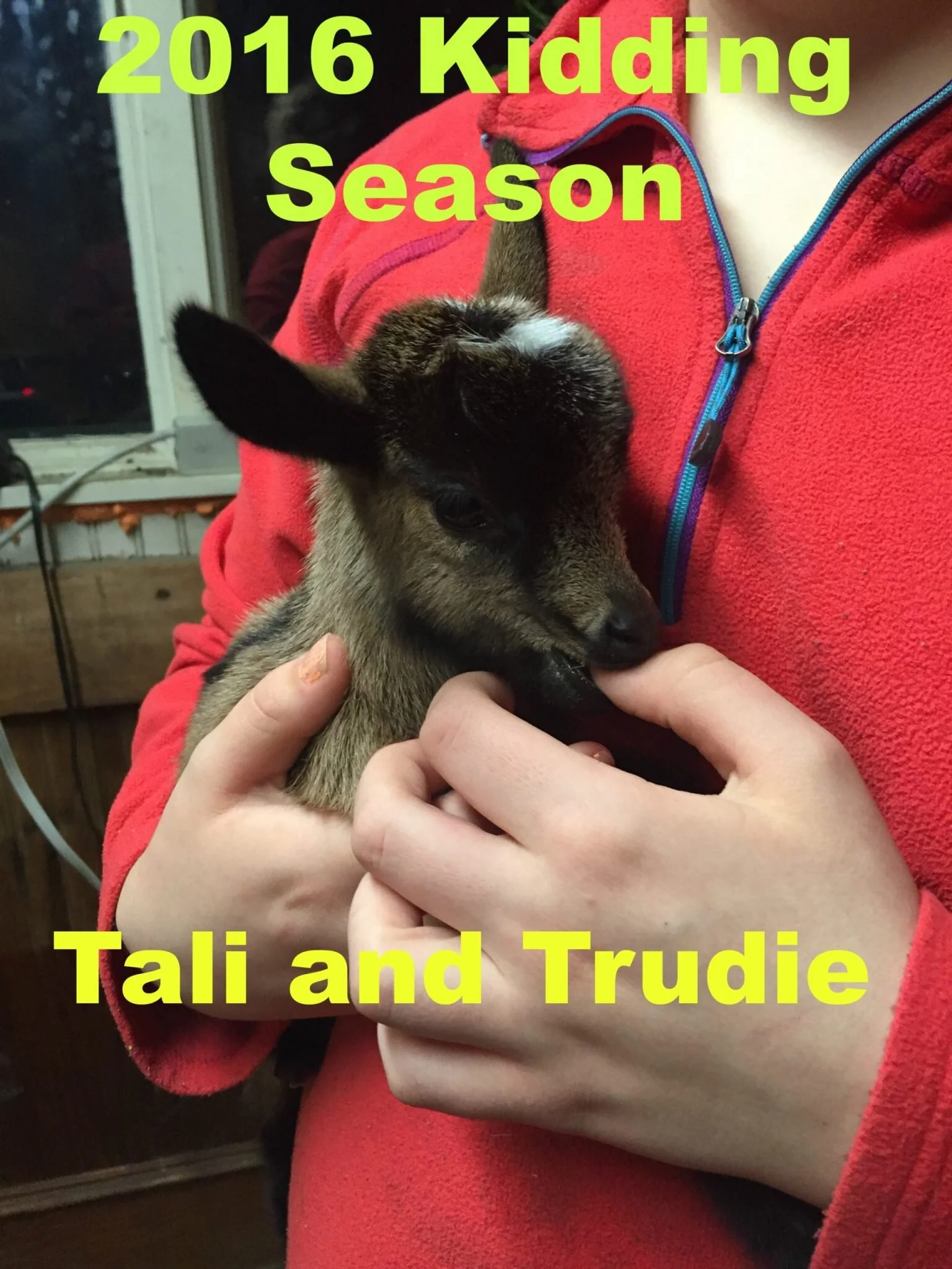 2016 Kidding Season - #4 &amp; #5  Tali and Trudie