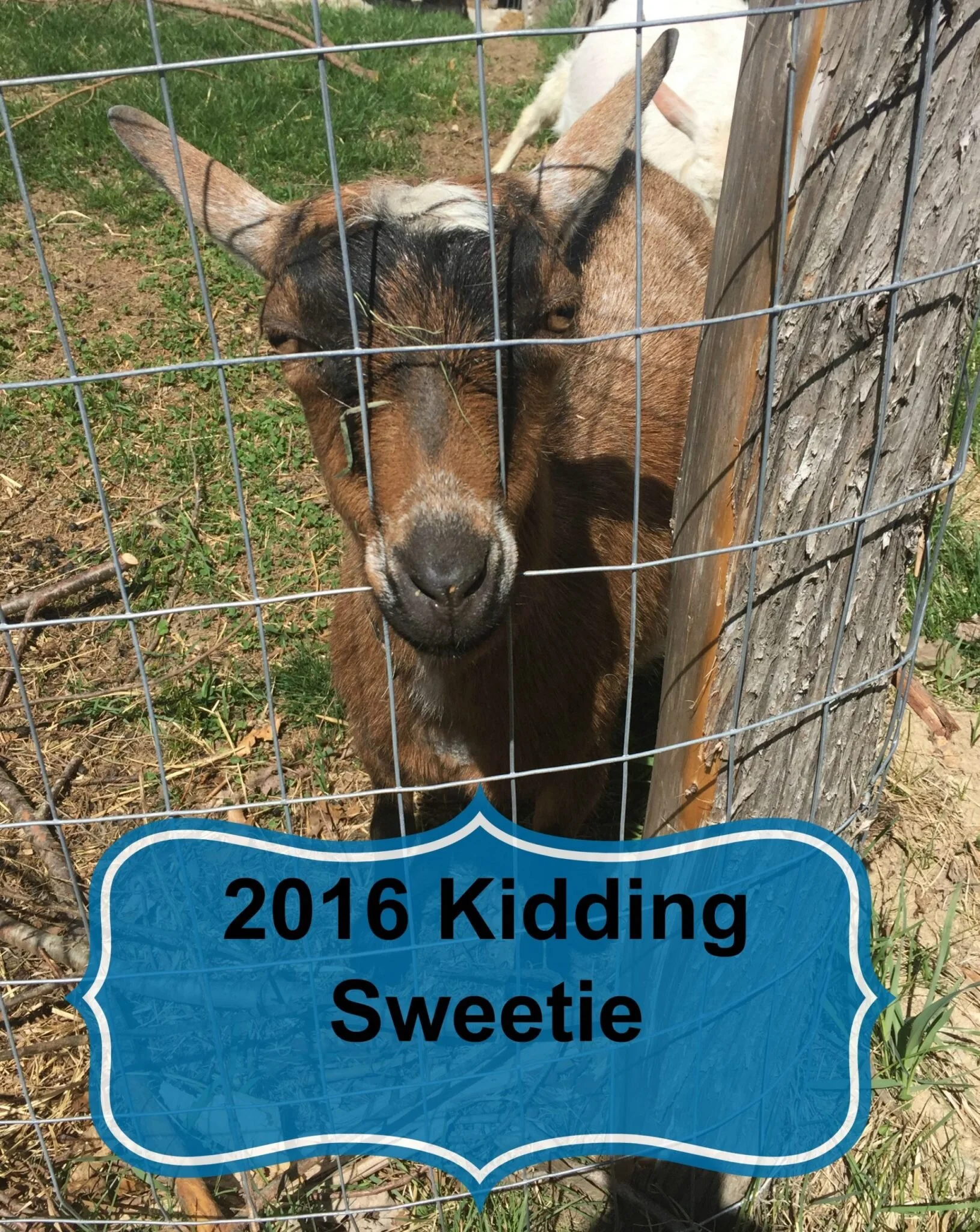 Kidding 2016 - #11 Sweetie