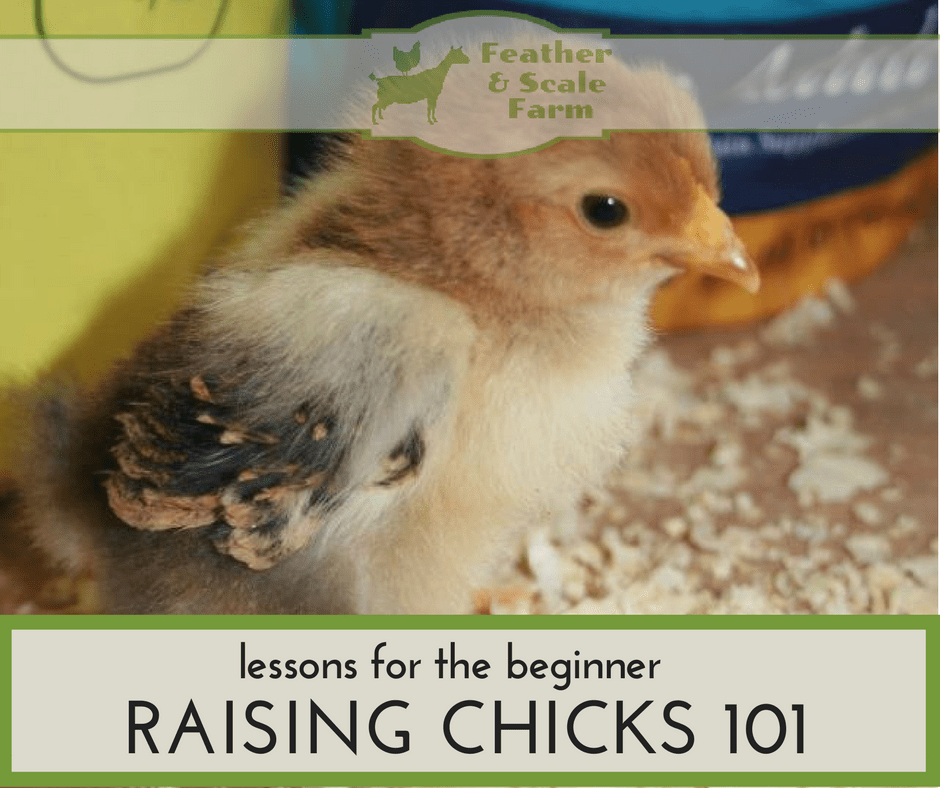 Raising Chicks 101 - Lessons for a Total Beginner