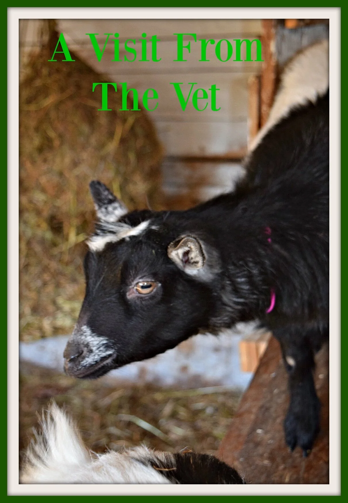 Vet Visit - Herd Check Up