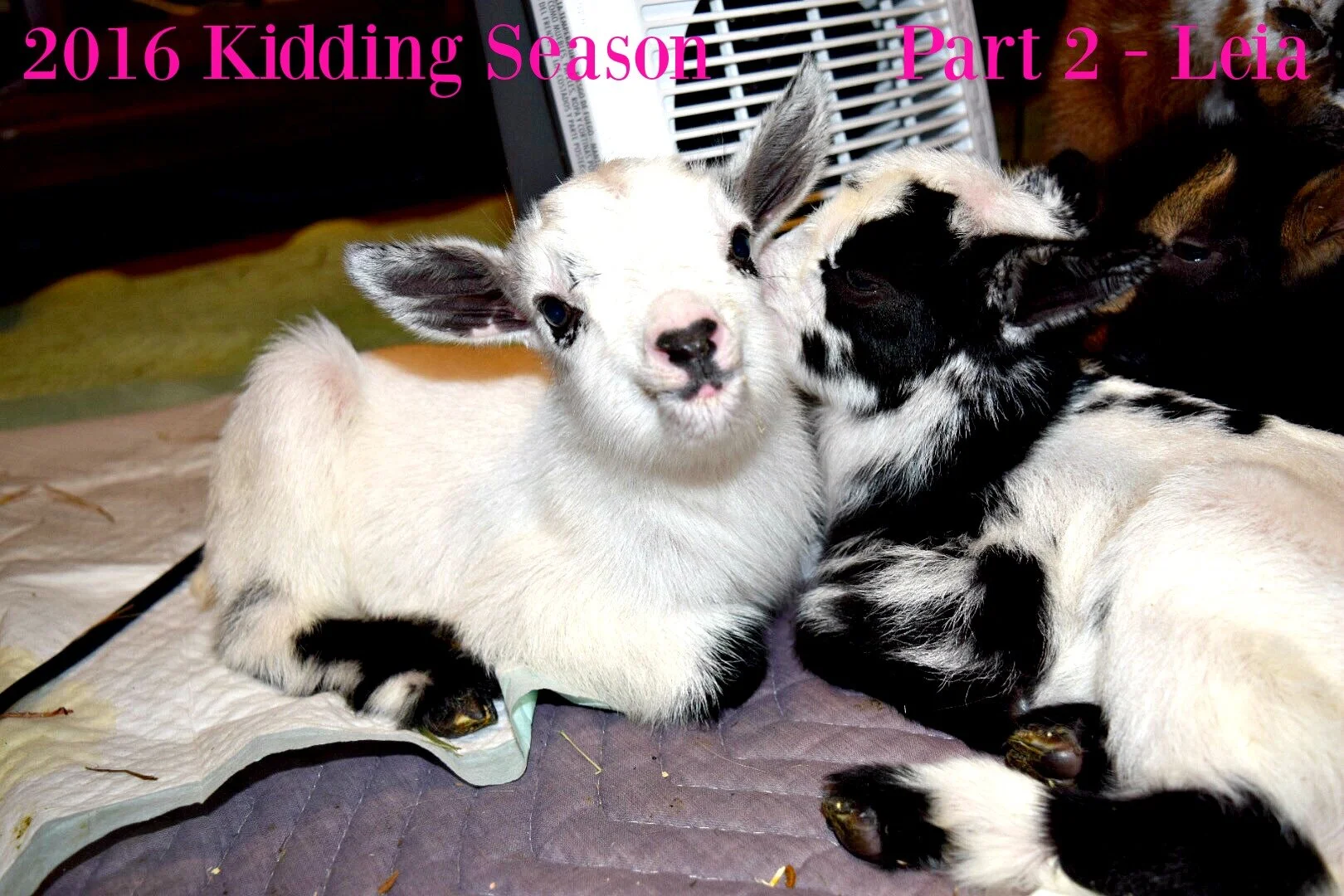 2016 Kidding Season - #2 Leia