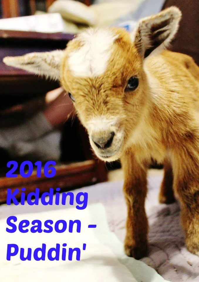 2016 Kidding Season- #3  Puddin'