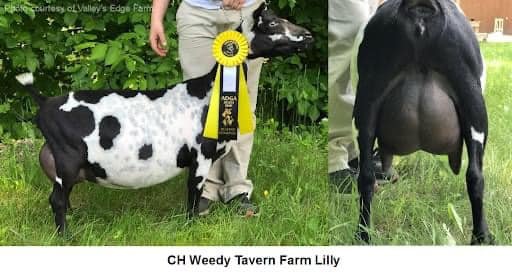 Renegade is line bred on Weedy tavern Farm Lily EEEE93