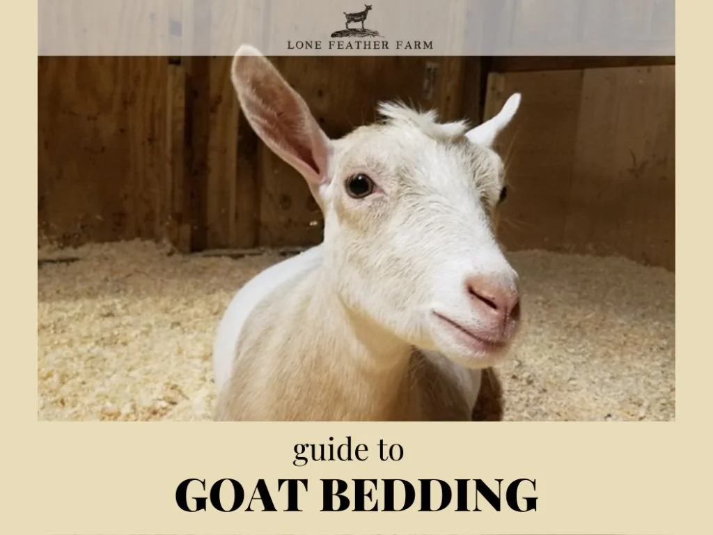 Goat Blog — Lone Feather Farm