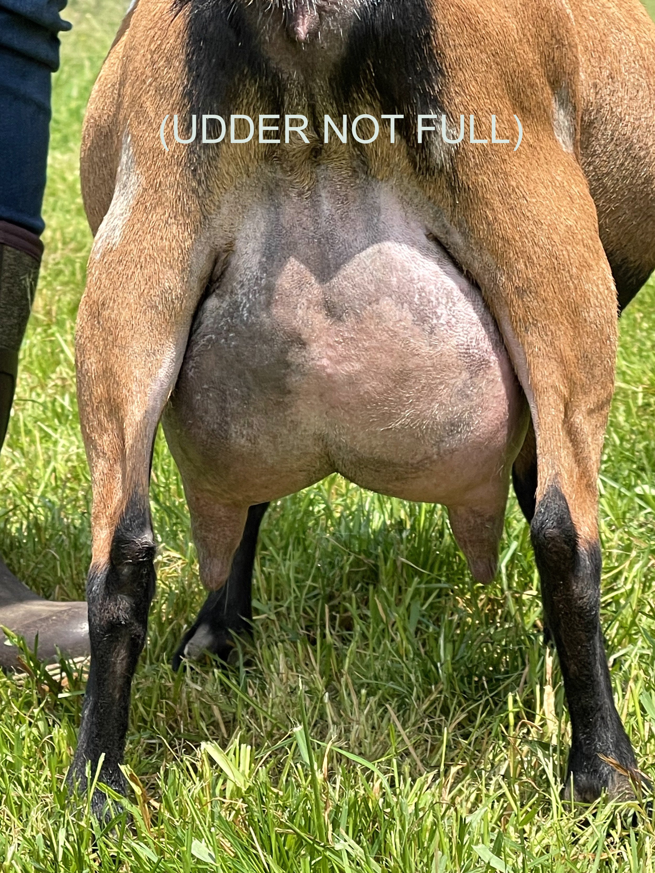 sabrinaudder.jpeg