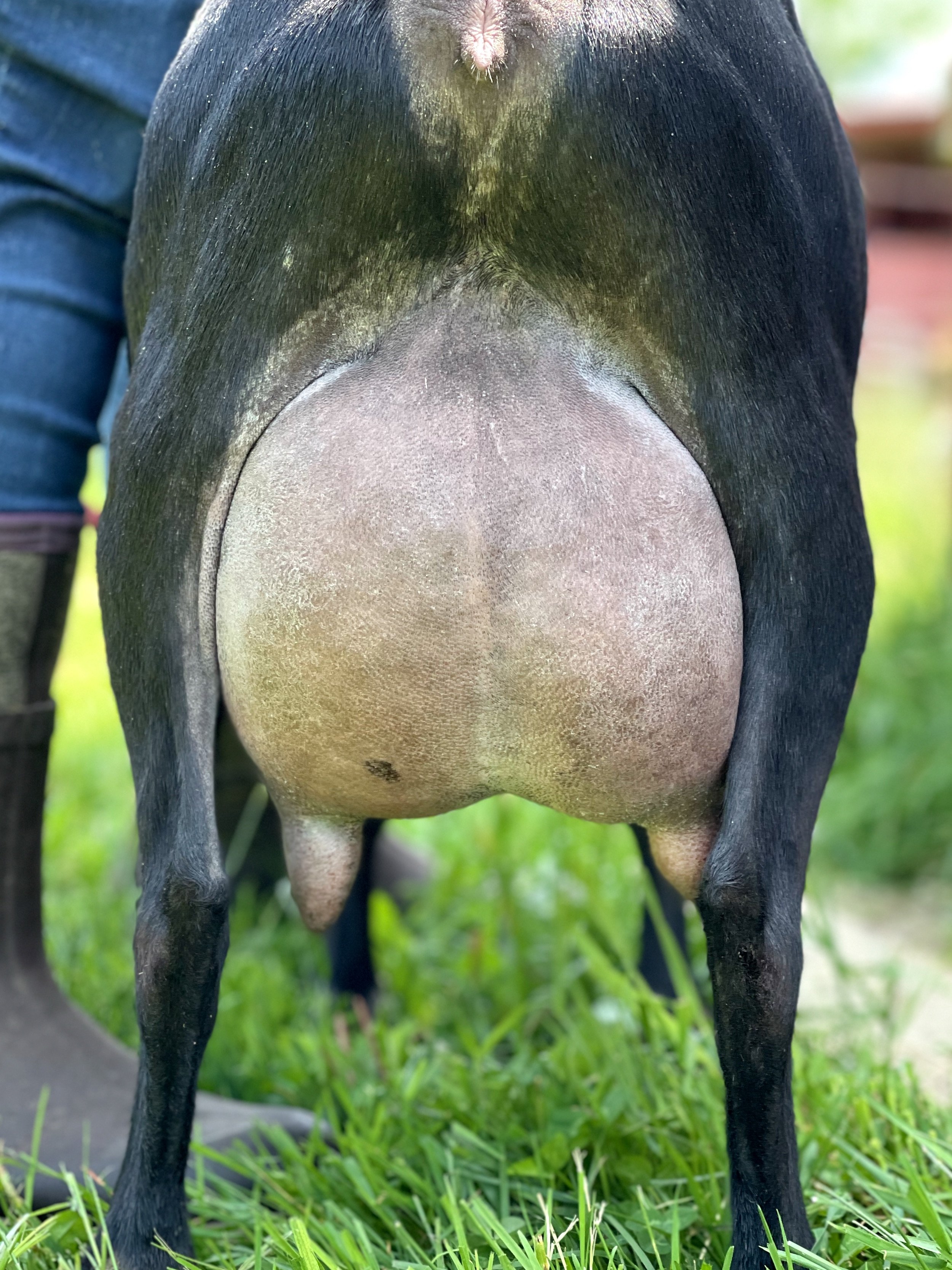 monmothmaudder.jpeg