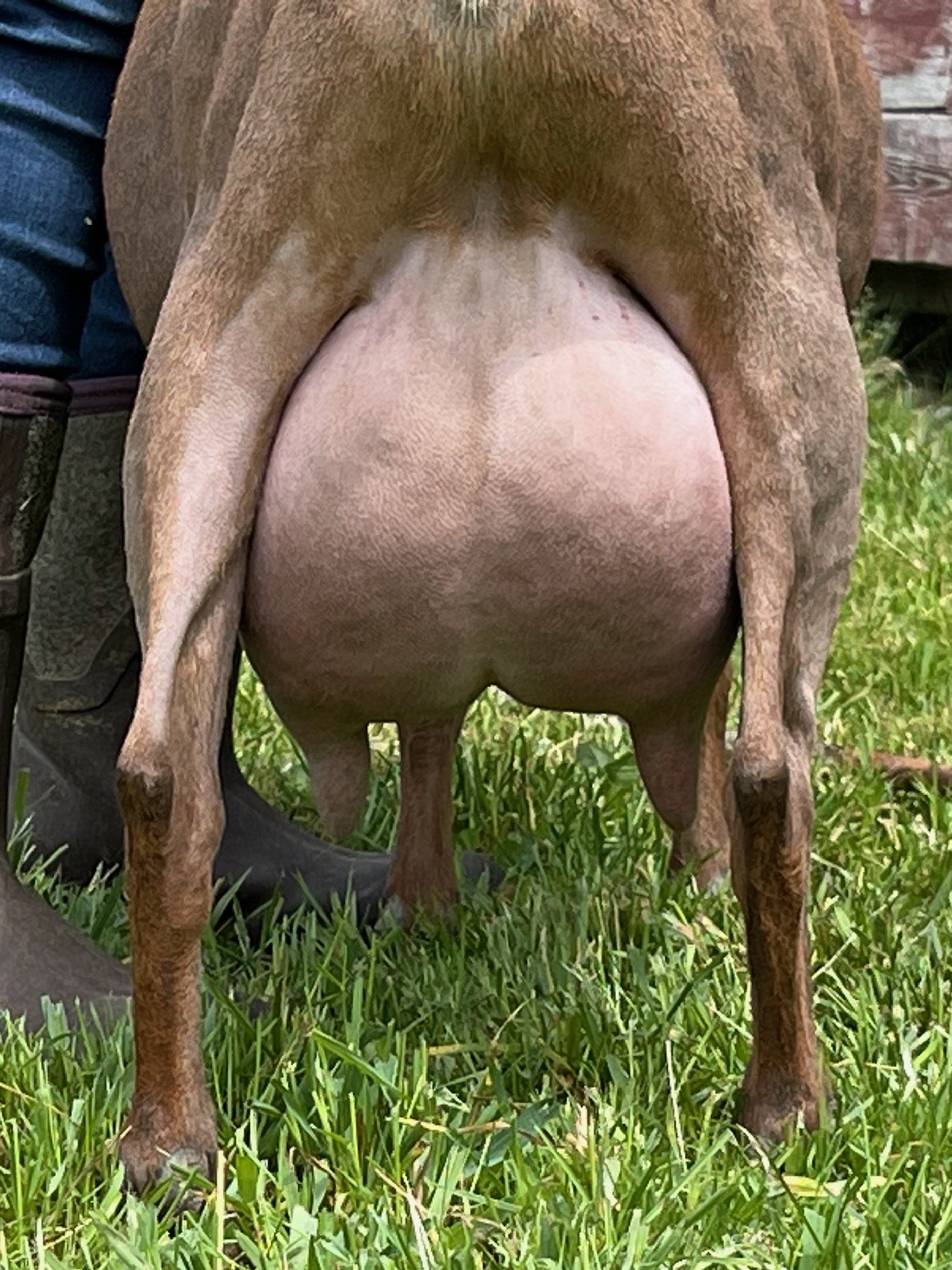zzudder.jpeg