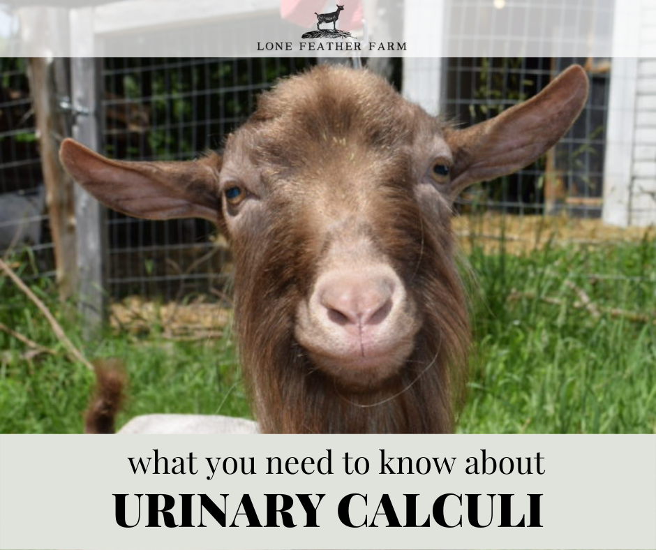 Urinary Calculi in Goats What You Need to Know — Lone Feather Farm