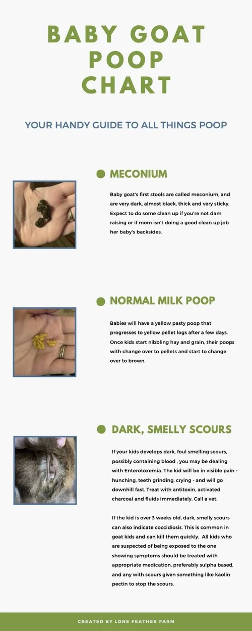 Goat Poop Chart The Scoop On Poop — Lone Feather Farm