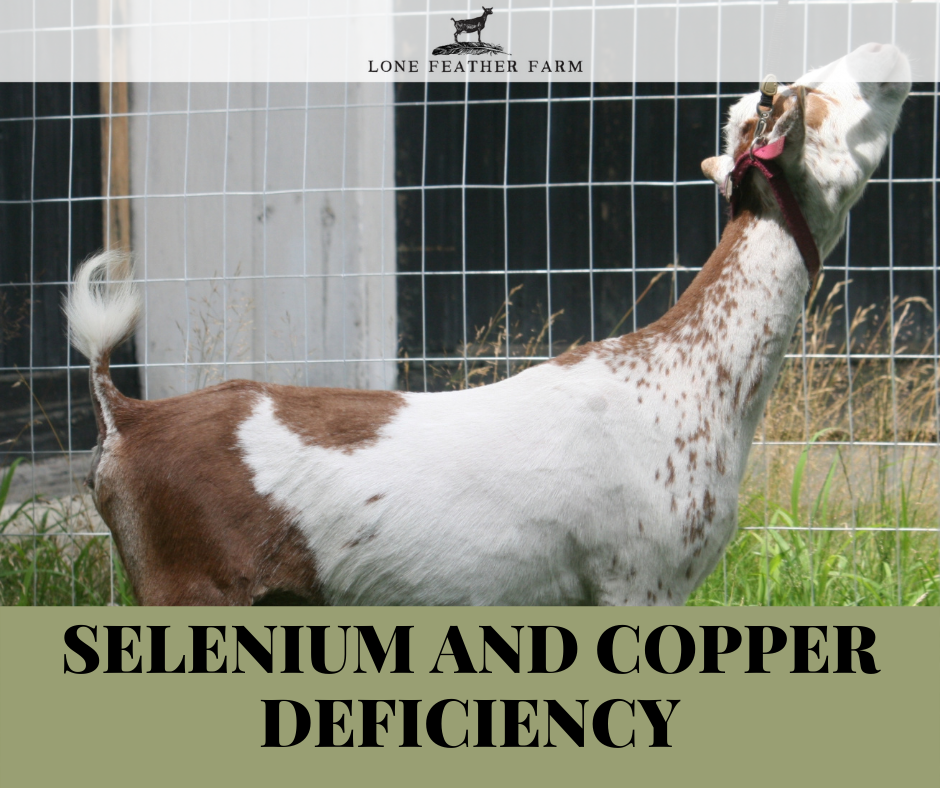 Raising Goats Selenium and Copper Deficiency — Lone Feather Farm