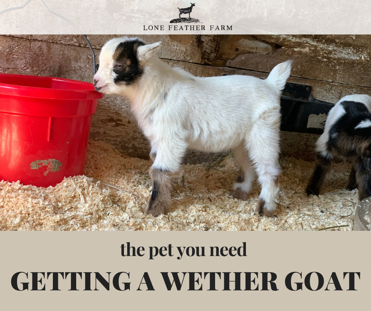 Getting a Wether Goat — Lone Feather Farm