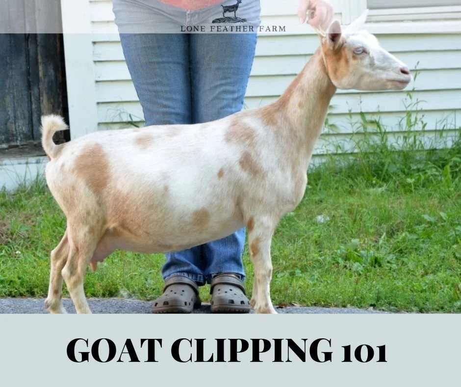 Goat Clipping How to Clip a Goat for Show, Linear Appraisal, Photos