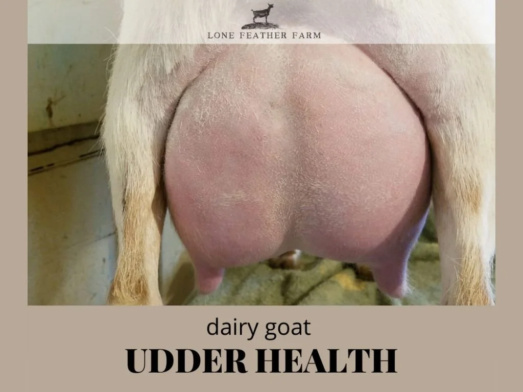 Dairy Goat Udder Health — Lone Feather Farm