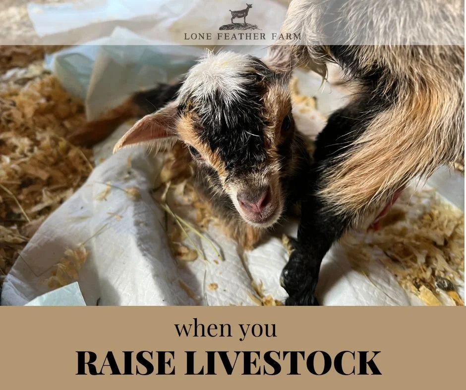 When You Raise Livestock — Lone Feather Farm