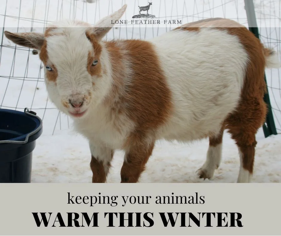 Keeping Your Animals Warm This Winter — Lone Feather Farm