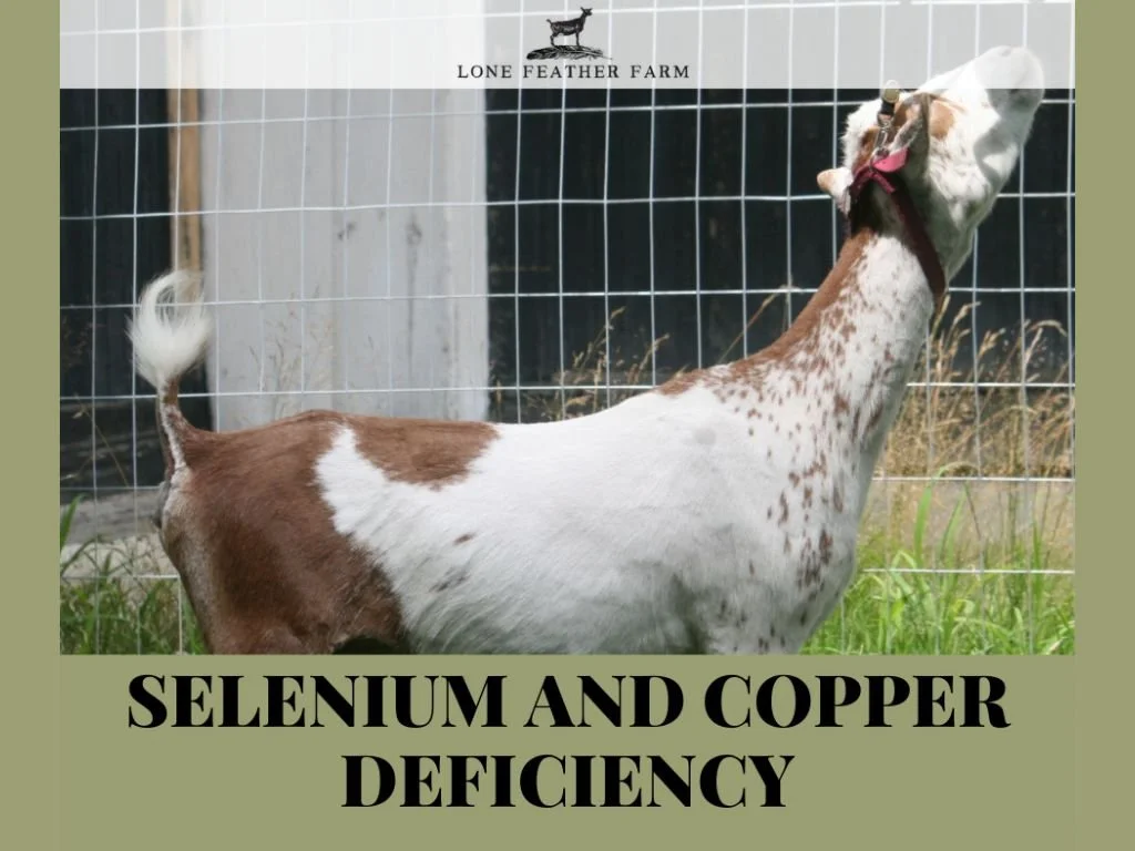 Raising Goats: Selenium and Copper Deficiency — Lone Feather Farm
